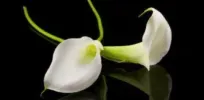 Deux arums blancs élégants posés sur fond noir pour le logo des pompes funèbres Dupasquier